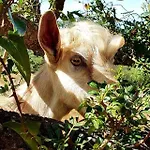 Dom wakacyjny Country House Holiday -