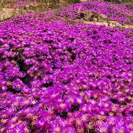 Country House Holiday -