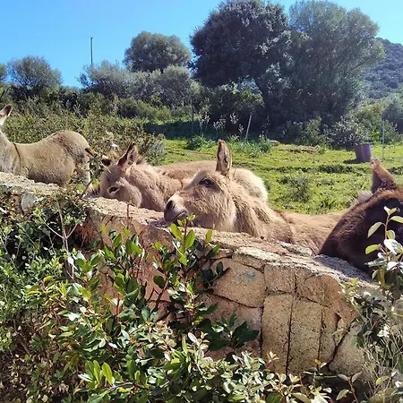 Сasa de vacaciones Country House Holiday - Olbia