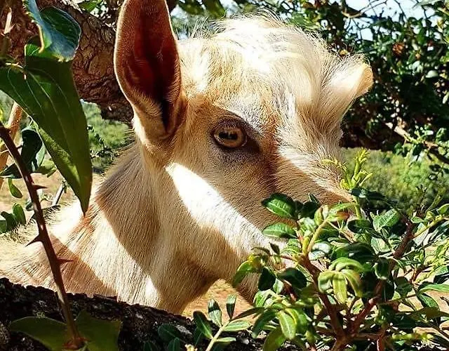 Сasa de vacaciones Country House Holiday -