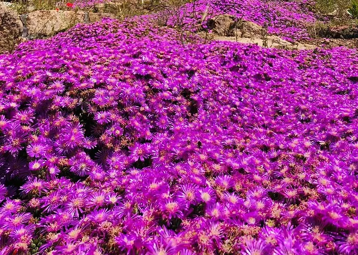 Country House Holiday -