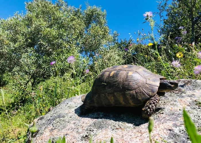 Country House Holiday - Сasa de vacaciones *