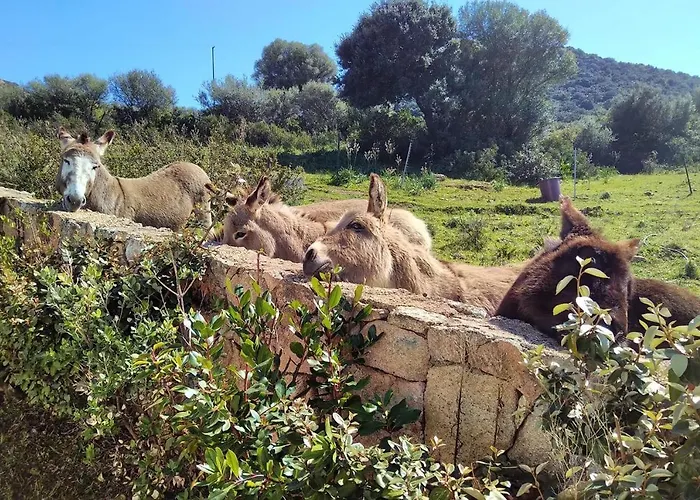 Сasa de vacaciones Country House Holiday - Olbia