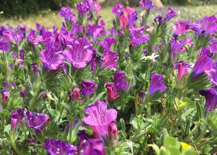 Country House Holiday - Сasa de vacaciones *